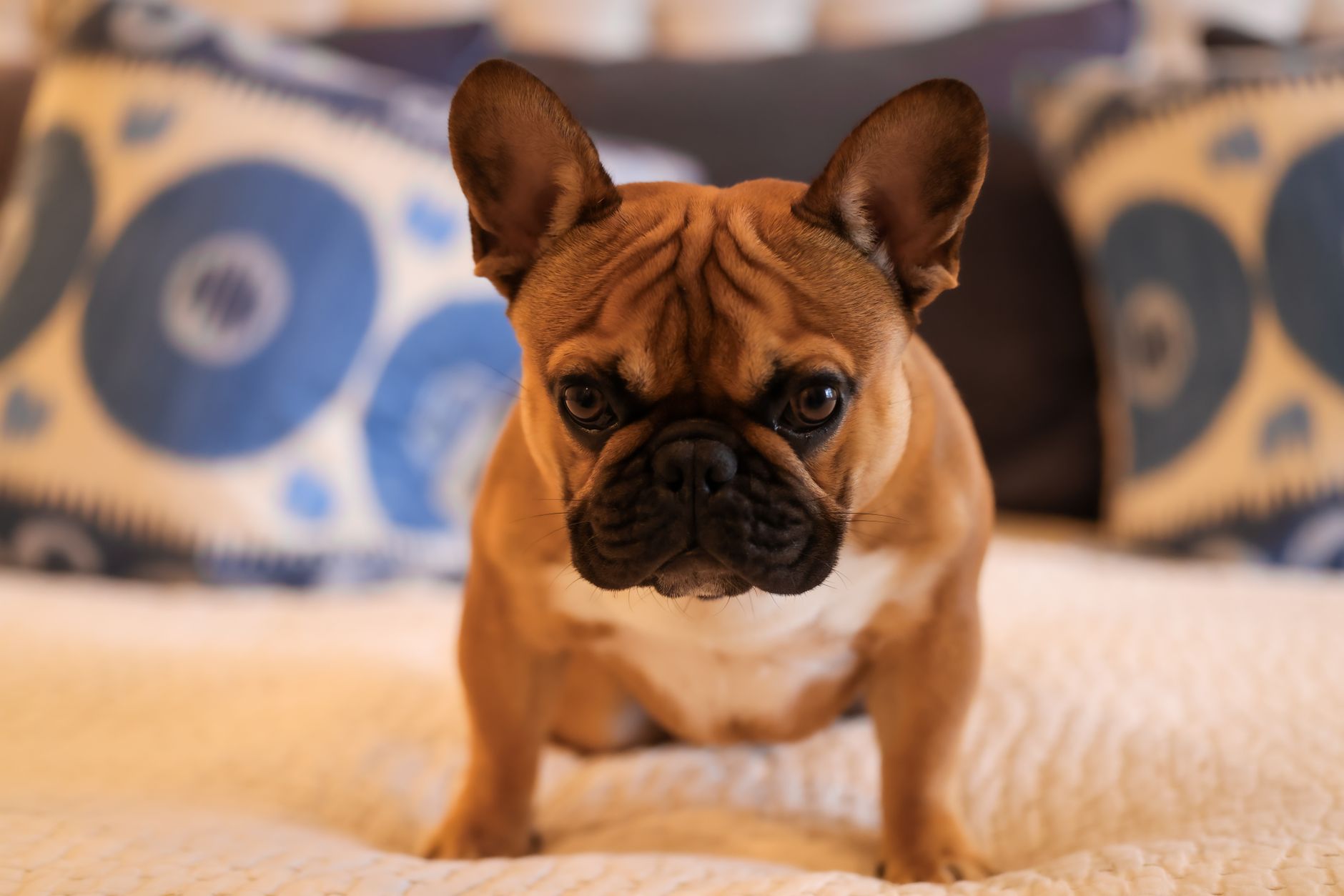 Les Meilleurs Accessoires Chiens Français : Guide Complet 2024