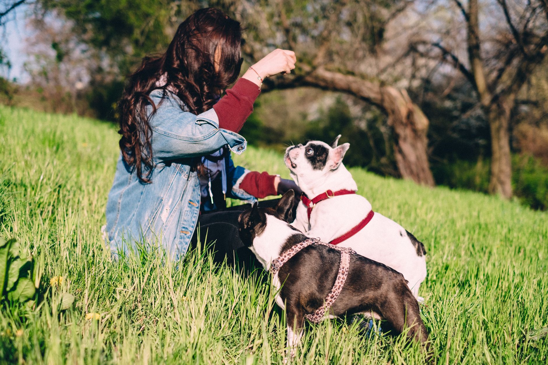 Meilleures croquettes chien français : avis d'experts & comparatif