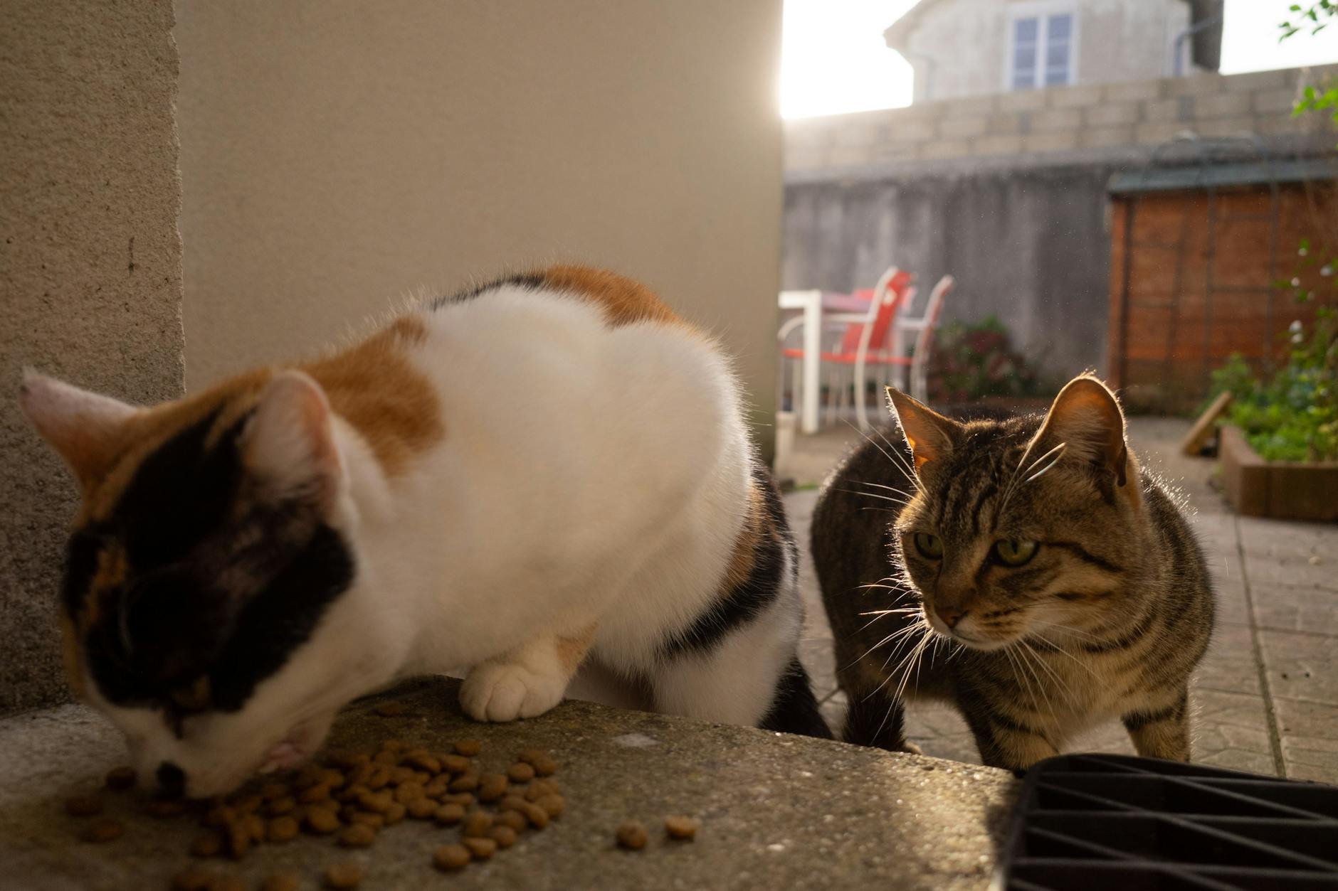 Comparatif Croquettes Sans Céréales Chat 2026