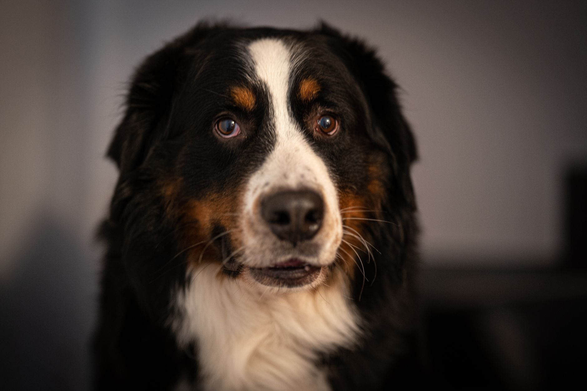 Avis nourriture chien française : Comparatif & Recommandations Vétérinaires